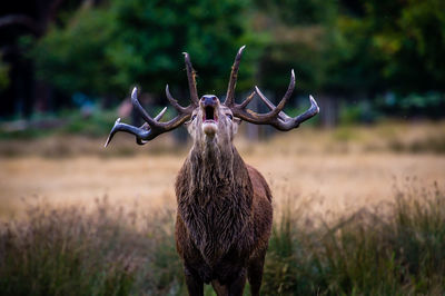 Elk standing on field