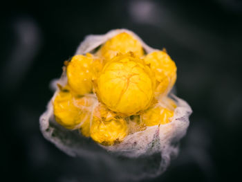 Close-up of yellow flowering plant