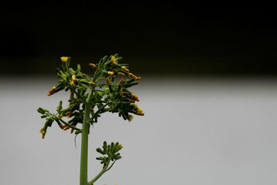 Close-up of plant against white background