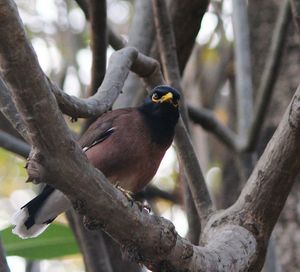 Close-up of bird perching on branch