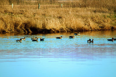 Birds swimming in lake