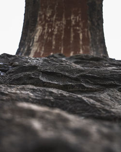 Close-up of tree trunk against rocks