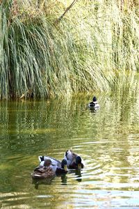 Ducks swimming in lake