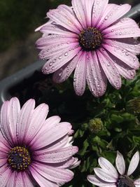 High angle view of wet daisy flowers growing in pot