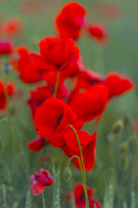 Close-up of red flowering plant on field