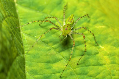 Close-up of spider on leaf