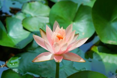 Close-up of lotus water lily in pond