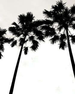 Low angle view of trees against clear sky