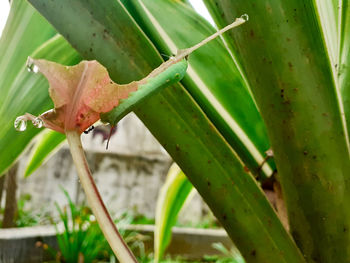 Close-up of a lizard on leaf