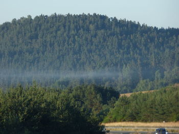 Scenic view of forest against sky