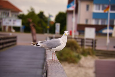 Seagull perching on railing against buildings