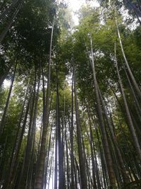 Low angle view of bamboo trees in forest