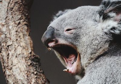Close-up of a relaxed koala