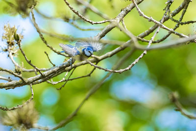 Low angle view of an insect on tree