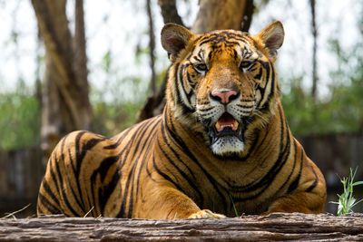 Tiger in a forest