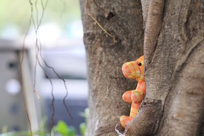 Close-up of lizard on tree trunk