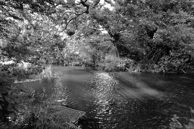 River amidst trees in forest