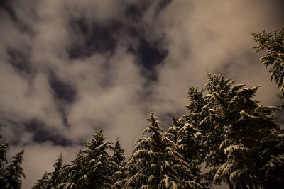 Low angle view of trees against sky