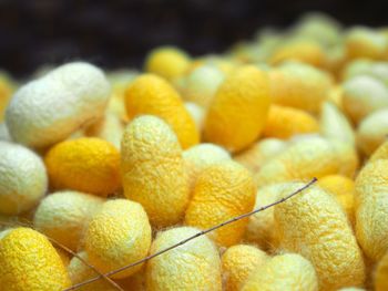 Close-up of yellow silk cocoon