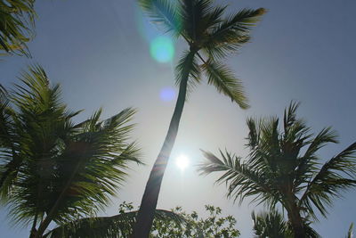 Low angle view of palm trees against clear sky