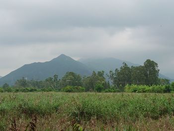 Scenic view of field against sky