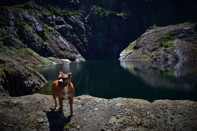 Dog standing by lake and rock formations during sunny day