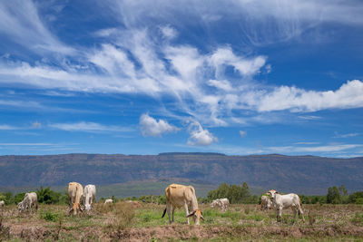 Cows on landscape against sky
