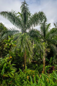 Low angle view of palm trees against sky