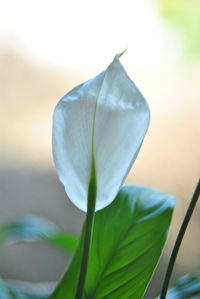 Close-up of flower against blurred background