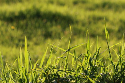 Close-up of grass growing in field