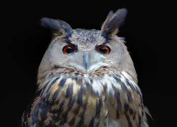 Close-up portrait of a owl