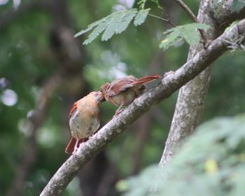 Bird perching on a tree