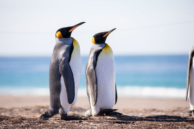 Penguins perching at sea shore
