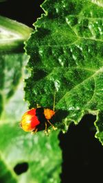 Close-up of insect on plant