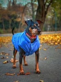 Portrait of dog looking away