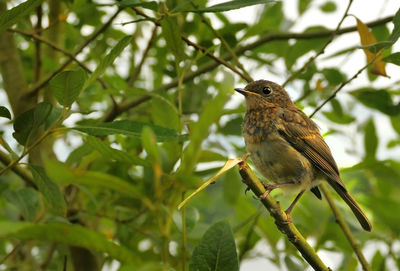 Close-up of bird perching on tree