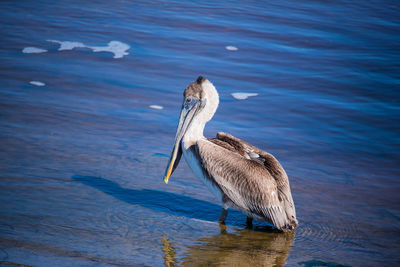 Duck swimming in lake