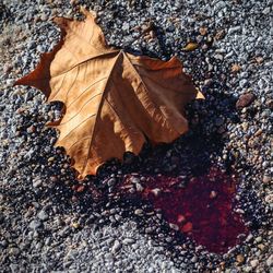 Close-up of maple leaf