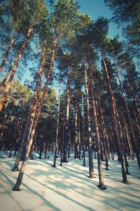 Trees in forest during winter