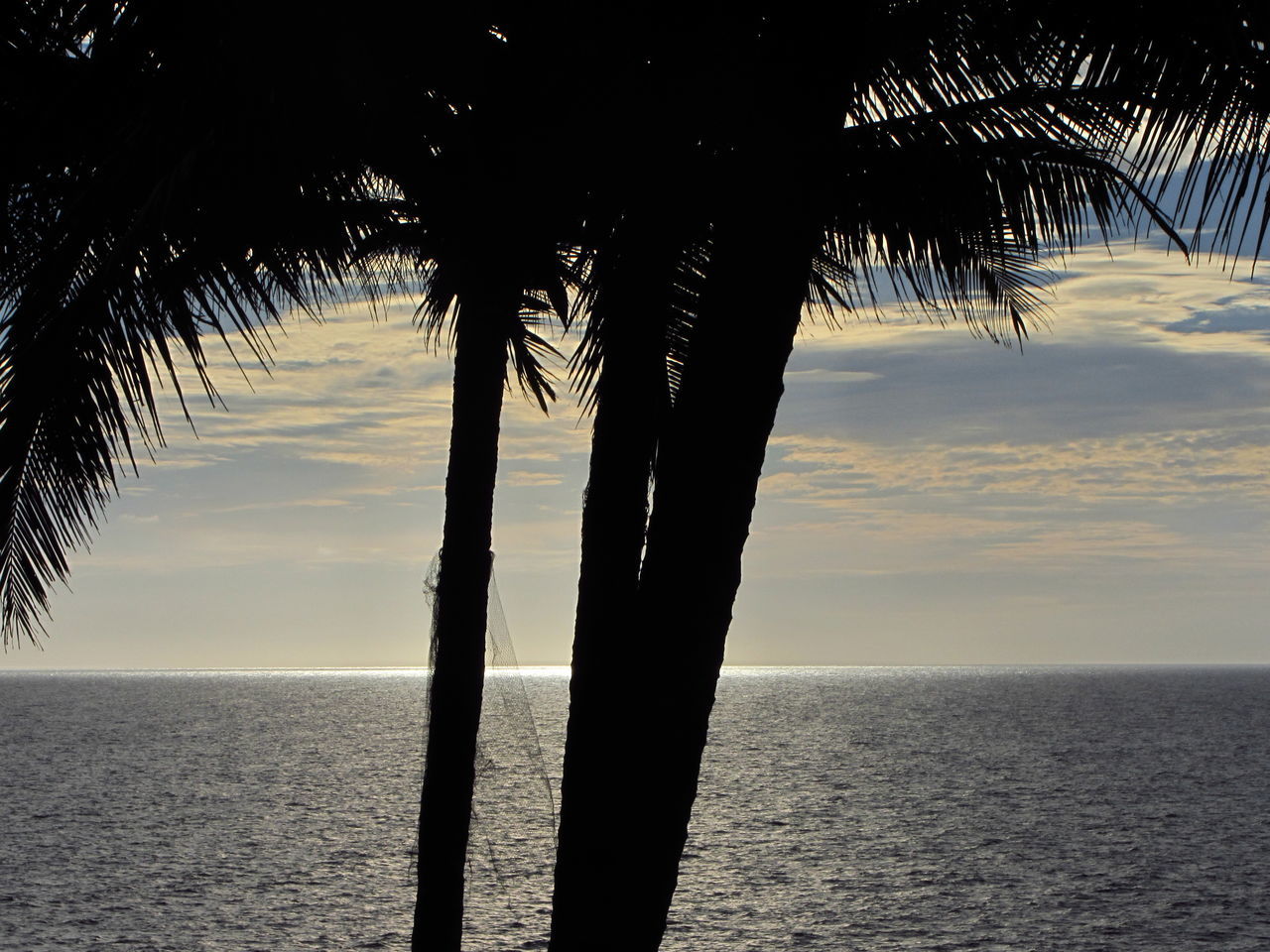 SILHOUETTE PALM TREES BY SEA AGAINST SKY DURING SUNSET