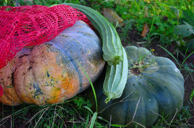 Close-up of pumpkin on grass