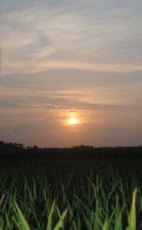 Scenic view of field against sky during sunset