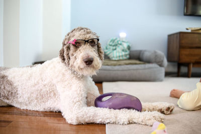 Dog lying on floor at home