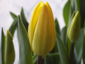 Close-up of yellow flowering plant