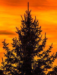 Silhouette tree against orange sky