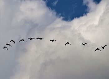 Low angle view of birds flying in sky