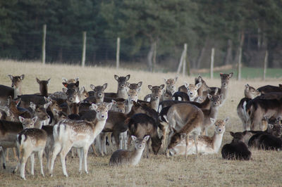 Flock of sheep grazing in a field