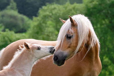 Close-up of horses on field