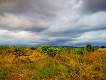 Scenic view of field against sky