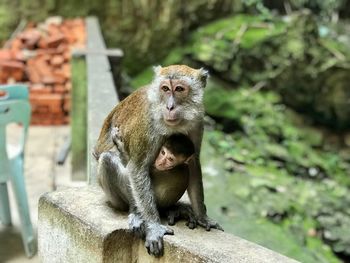 Monkey sitting on rock against wall